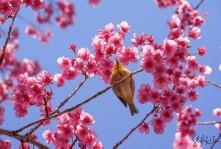 Within Frame, Beyond Our Reach