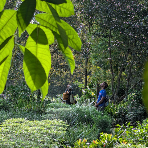 Forest bathing taster session at Botanic Gardens (up to 8 pax)