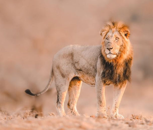 [CP] Exclusive 7D Majestic Cape Town Experience for Two