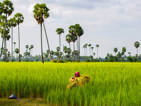 Kampong Chhnang 3 Piece Framed Photography Print by Christopher Wilson