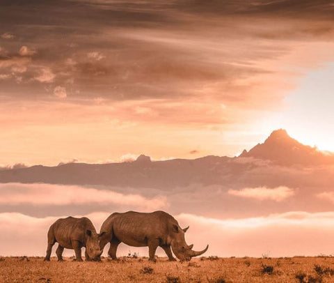 Exclusive 7D Fascinating Kenya Adventure for Two