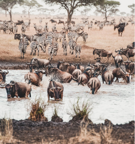 Exclusive 7D Tanzania Safari Adventure for Two
